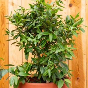 Bay Leaf Plant - Sweet Laurel - 5-7 inch - Culinary Herb