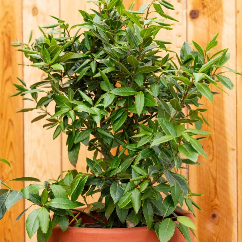Bay Leaf Plant - Sweet Laurel - 5-7 inch - Culinary Herb