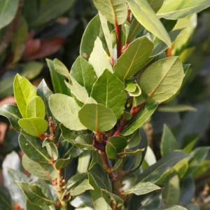 Bay Leaf Plant - Sweet Laurel - 5-7 inch - Culinary Herb