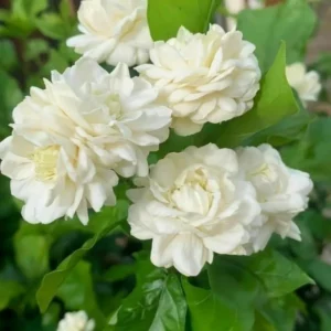 Grand Duke Jasmine Plant - Jasmine Sambac - 10-12 Inch Potted Plant