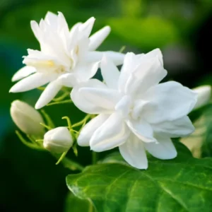 Arabian Tea Jasmine Plant - Jasmine Sambac, 7-9 Inch Potted