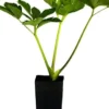 ASHITABA Plants - 1 Plant - 1 Feet Tall - Ship in 1 Gal Pot