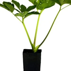 ASHITABA Plants - 1 Plant - 1 Feet Tall - Ship in 1 Gal Pot