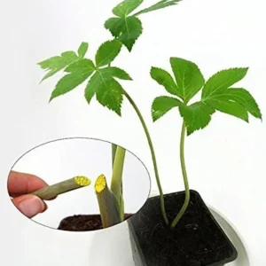 ASHITABA Plants - 1 Plant - 1 Feet Tall - Ship in 1 Gal Pot