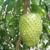 Soursop Tree Live Plant 5 to 8 Inch Tall, Annona Muricata Soursop Plant Live, Tropical Soursop Fruit Tree