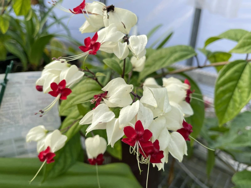Bleeding Heart flowers
