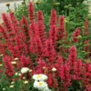 Raspberry Hyssop Seed, 100 Seeds