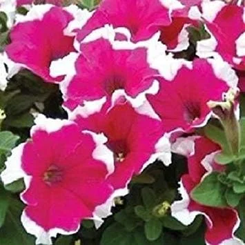 50 Pelleted Seeds Dreams Rose Picotee Petunia Seeds