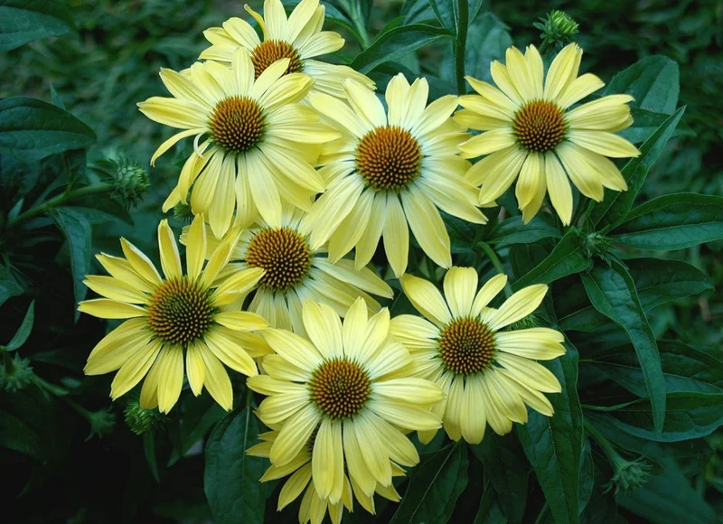 Echinacea Purpurea Seeds - SUNRISE - Big Sky Coneflower - Perennial - 15 Seeds