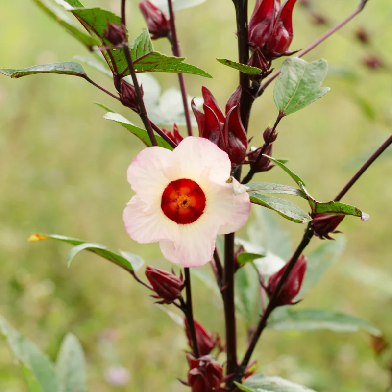 Roselle Hibiscus Plant - 2 Sabdariffa Red Plants - 3-4 Inch Tall - Edible Hibiscus