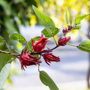 Roselle Hibiscus Plant - 2 Sabdariffa Red Plants - 3-4 Inch Tall - Edible Hibiscus