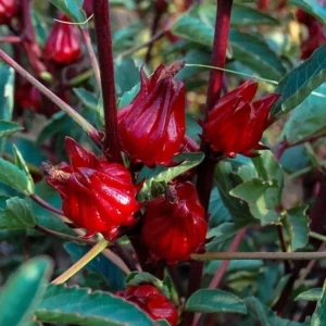 Roselle Hibiscus Plant - 2 Sabdariffa Red Plants - 3-4 Inch Tall - Edible Hibiscus