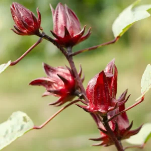 Roselle Hibiscus Plant - 2 Sabdariffa Red Plants - 3-4 Inch Tall - Edible Hibiscus