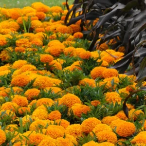 Orange Marigold Plants - 4 Pack - 3-5 Inch - Vibrant Orange Flowers
