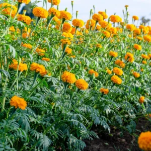 Orange Marigold Plants - 4 Pack - 3-5 Inch - Vibrant Orange Flowers