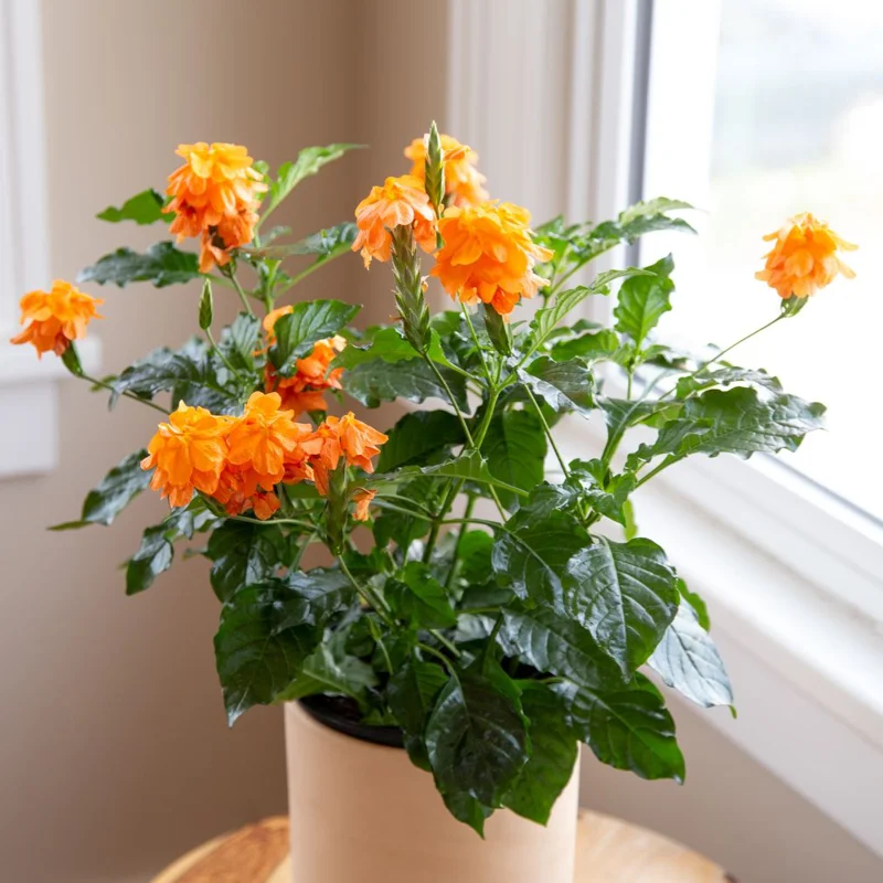 Orange Crossandra Flower Plants 3-5 Inch, Vibrant Blooms