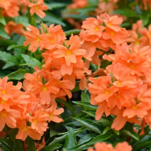 Orange Crossandra Flower Plants 3-5 Inch, Vibrant Blooms