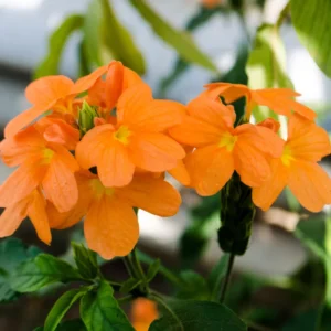Orange Crossandra Flower Plants 3-5 Inch, Vibrant Blooms