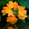 Orange Crossandra Flower Plants - 4 Pack - 3-5 Inch - Vibrant Orange Blooms