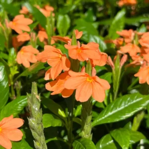 Orange Crossandra Flower Plants - 4 Pack - 3-5 Inch - Vibrant Orange Blooms