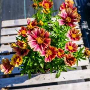 Sunset Coreopsis Plants - 2 Tickseed Plants - 3-4 Inches - Garden Flowers
