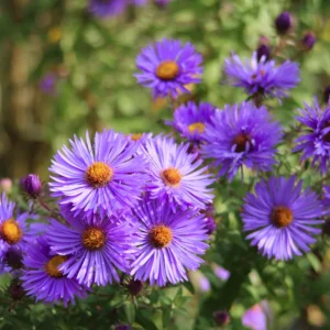 Thunderdome Aster Plants - Live Flower Plants - 3-5 Inches