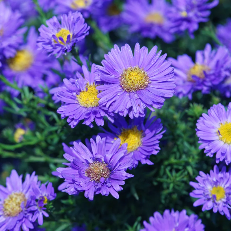 Thunderdome Aster Plants - Live Flower Plants - 3-5 Inches