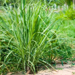 Lemongrass Plant - 8-10 Inch in Gallon Pot - Fresh Herb