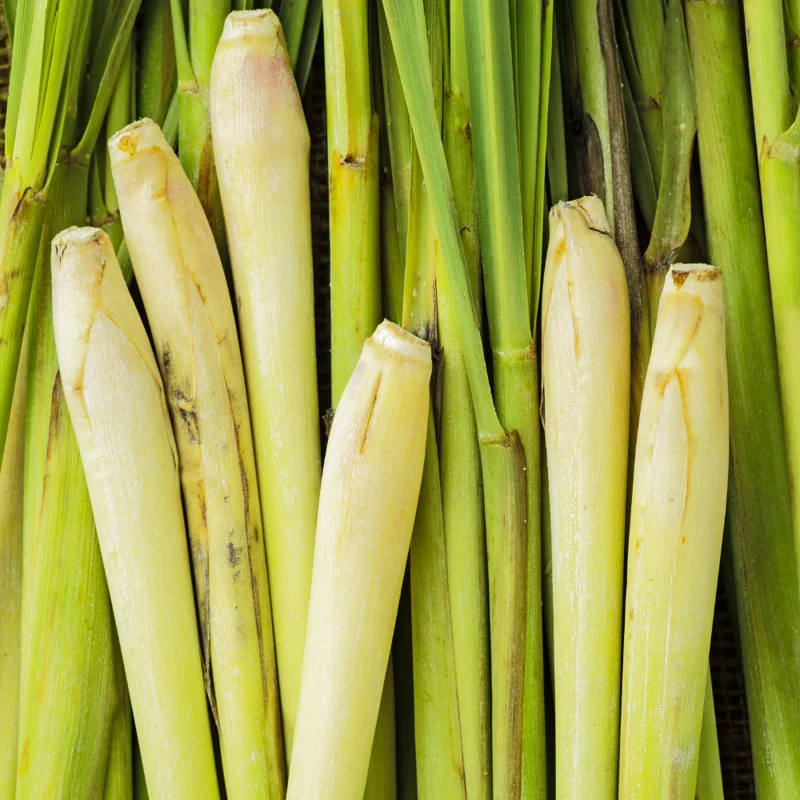 Lemongrass Plant - 8-10 Inch in Gallon Pot - Fresh Herb
