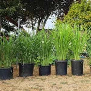 Lemongrass Plant in Gallon Pot - Culinary Herb - Live Plant