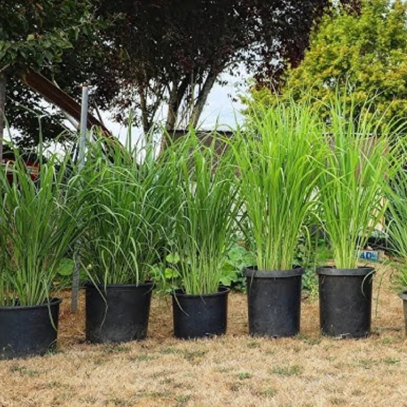 Lemongrass Plant in Gallon Pot - Culinary Herb - Live Plant
