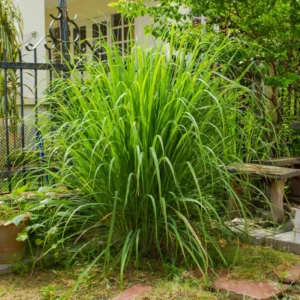 Lemongrass Plant in Gallon Pot - Culinary Herb - Live Plant