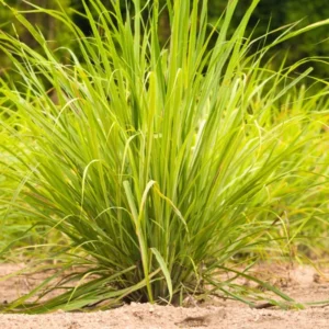 Lemongrass Plant in Gallon Pot - Culinary Herb - Live Plant