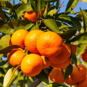 Satsuma Citrus Tree - 2-3 Feet in 1 Gallon Container - Easy to Grow