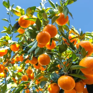 Satsuma Citrus Tree - 2-3 Feet in 1 Gallon Container - Easy to Grow