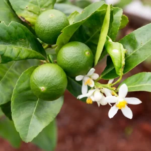 Key Lime Bush Plant 1-2 Ft - Gallon Pot - Citrus Tree