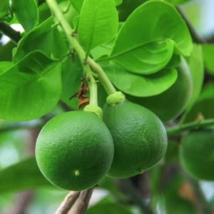 Key Lime Bush Plant 1-2 Ft - Gallon Pot - Citrus Tree