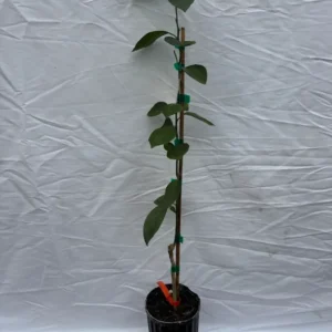 Hamlin Orange Tree 1-2 Ft in Gallon Pot - Not for CA, HI, GU, PR, AK