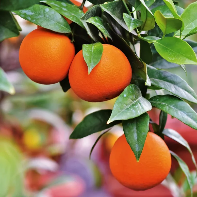 Blood Orange Tree - 1-2 Ft in Gallon Pot Fruit Tree