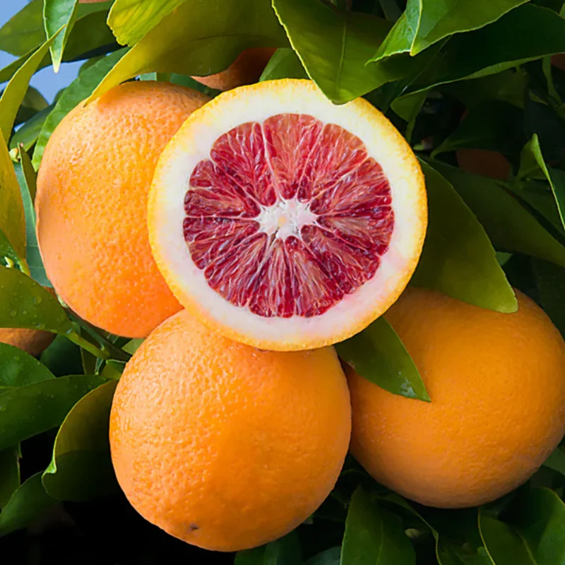 Blood Orange Tree - 1-2 Ft in Gallon Pot Fruit Tree