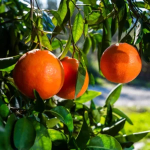 Blood Orange Tree - 1-2 Ft in Gallon Pot Fruit Tree