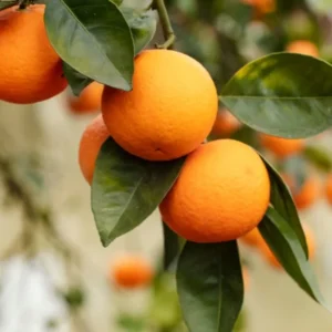 Hamlin Orange Tree 1-2 Ft in Gallon Pot - Not for CA, HI, GU, PR, AK