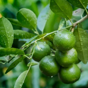 Persian Lime Tree - 1-2 Ft Potted Citrus Tree - No CA/HI/GU/PR/AK