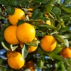 Valencia Orange Tree - 1-2 Ft Tall, Gallon Pot, Citrus Tree