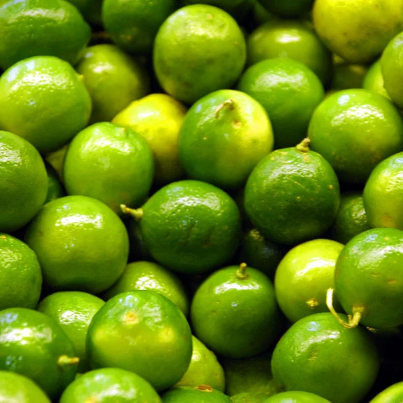 Persian Lime Tree - 1-2 Ft Potted Citrus Tree - No CA/HI/GU/PR/AK