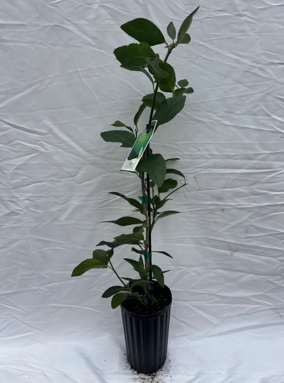 Persian Lime Tree - 1-2 Ft Potted Citrus Tree - No CA/HI/GU/PR/AK
