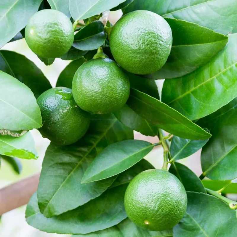 Persian Lime Tree - 1-2 Ft Potted Citrus Tree - No CA/HI/GU/PR/AK