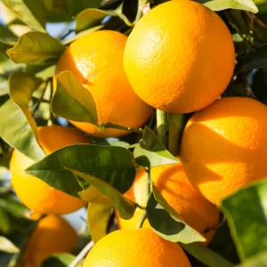 Valencia Orange Tree - 1-2 Ft Tall, Gallon Pot, Citrus Tree