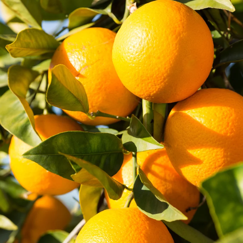 Valencia Orange Tree - 1-2 Ft Tall, Gallon Pot, Citrus Tree