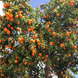 Pineapple Orange Tree - 1-2 Ft Live Plant in Gallon Pot